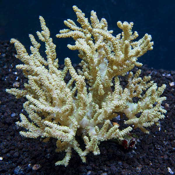 Spaghetti Finger Leather Coral Spaghetti Finger Leather Coral